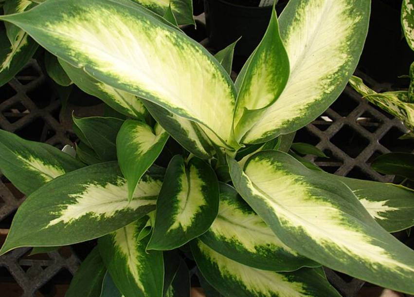 potret dieffenbachia seguine 'camille' (commons.wikimedia.org/Forest & Kim Starr)